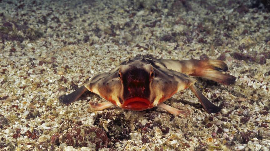 L’Ogcocephalus darwini ou «
Batfish
» est un poisson chauve-souris. On le retrouve dans les profondeurs des îles Galapagos. Ce poisson est connu pour ses lèvres rouges saillantes.