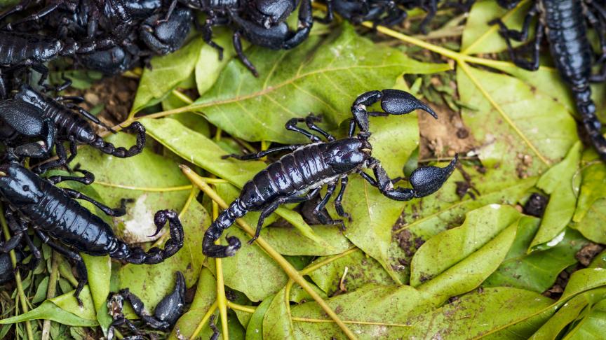 Le scorpion
: les morsures de quelques espèces de scorpions présents en Afrique et en Asie peuvent être mortelles. Cet insecte ferait entre 3000 et 3500 victimes par an. ©Belgaimage