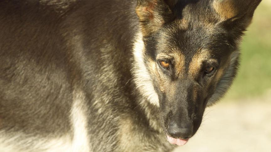 Le chien
: on ne parle pas de l’animal, mais de la maladie que ses morsures peuvent transmettre
: la rage. Elle se transmet principalement par la salive et dans 99
% des cas par le chien. Le plus grand nombre de décès dus à la rage dans le monde est enregistré en Asie et en Afrique.