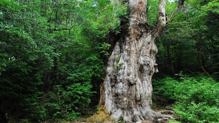 Jomon Sugi de Yakushima, au Japon. L’arbre aurait près de 7.000 ans.