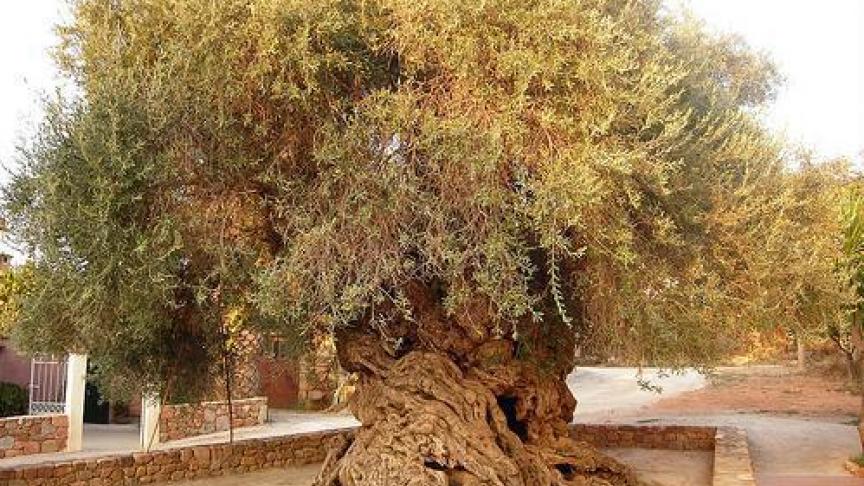 L’olivier de Vouves, en Crète. L’arbre aurait près de 3.000 ans.