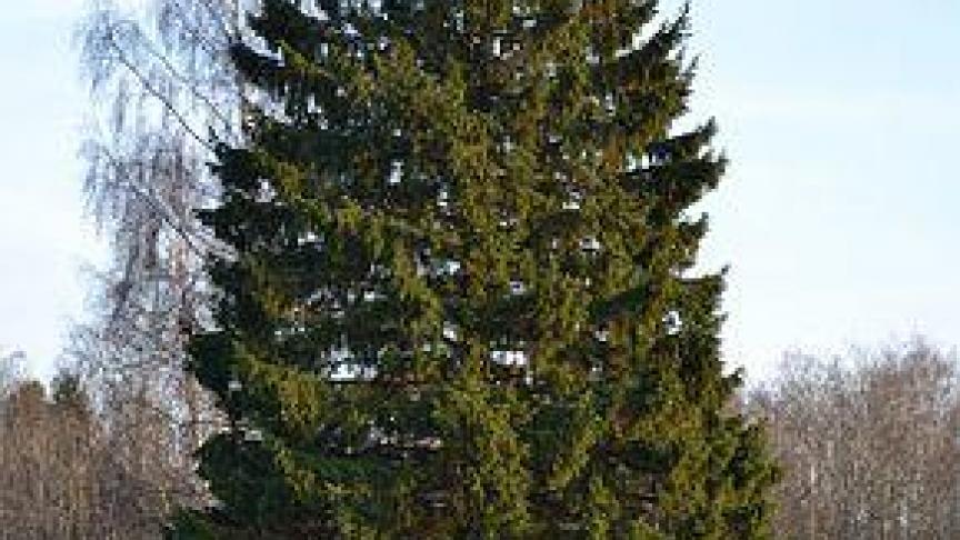 L’épinette de Norvège, en Suède. L’arbre aurait environ 9.500 ans.