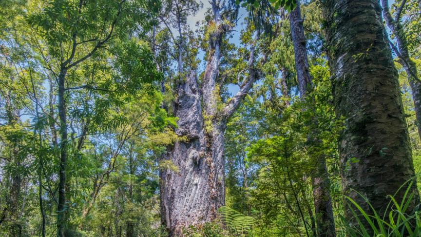 L’arbre Te Matua Ngahere, de kauri, en Nouvelle-Zélande. L’arbre aurait aujourd’hui plus de 2.000 ans.