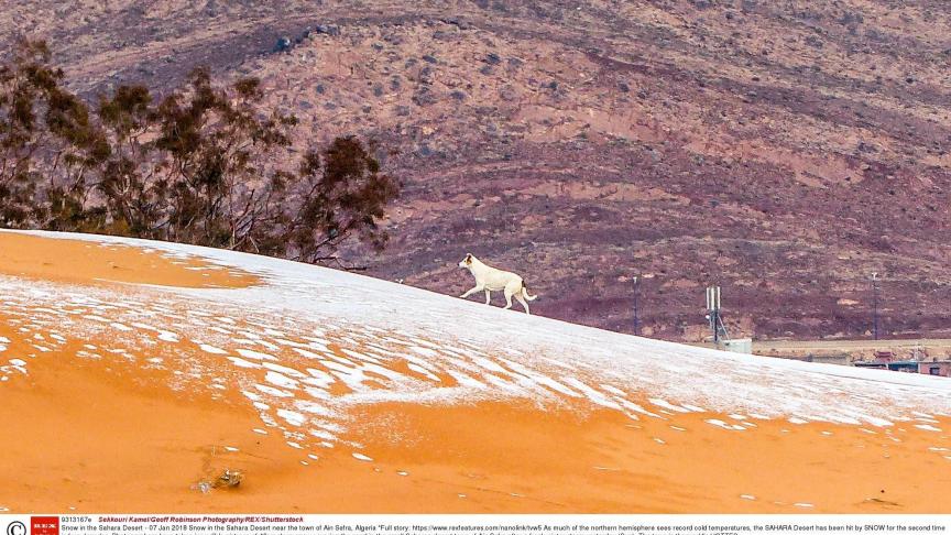 La neige est tombée pour la seconde fois en quarante ans dans le désert du Sahara. Actuellement, environ 40 centimètres de poudreuses recouvrent le sable du désert le plus chaud du monde. Un spectacle merveilleux !