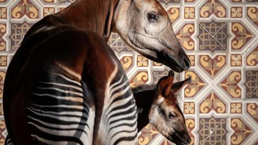 Belgaimage