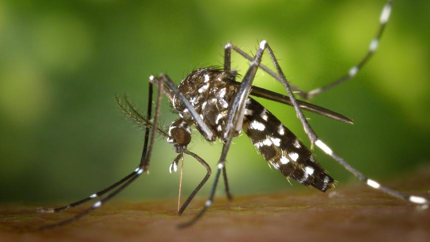 L’Aedes albopictus est reconnaissable à son manteau bayadère noir et blanc.