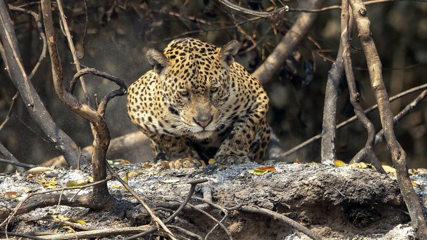 Un jaguar patiente dans les branchages au Brésil, alors qu’une partie du pays est ravagée par les flammes.