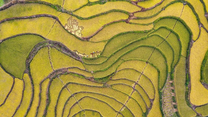 Une vue aérienne des rizières en terrasses en Chine.