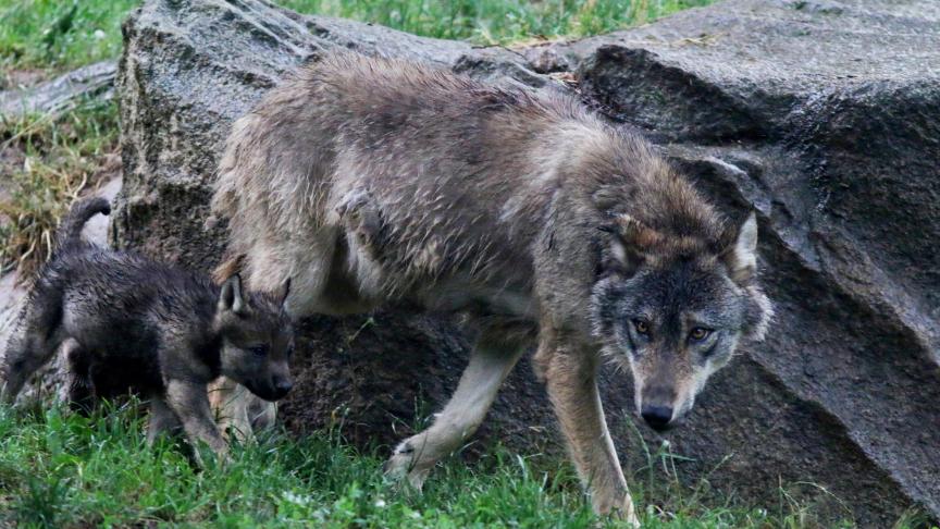 Une première étude des loups du Limbourg montre qu’ils se nourrissent surtout de cervidés, de sangliers, mais croquent aussi de temps en temps un mouton ou un chien…