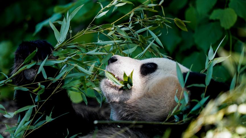 BELGAIMAGE-164293872