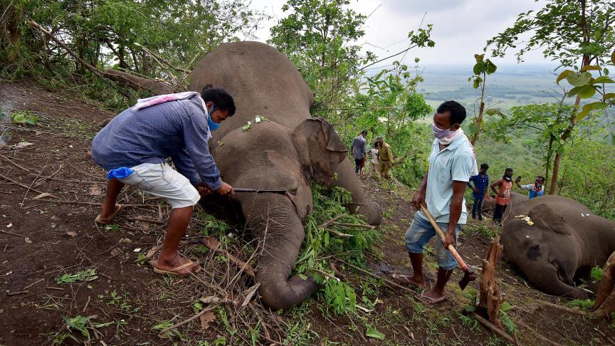 INDIA-ELEPHANTS_DEATHS (2)