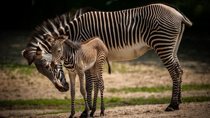 Images craquantes au zoo de Planckendael: un bébé zèbre fait ses ...