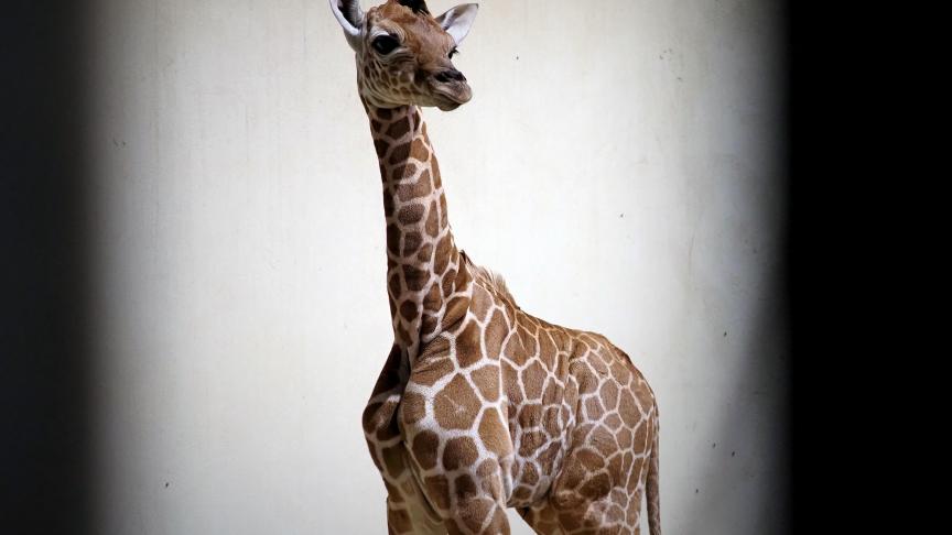 Belgaimage