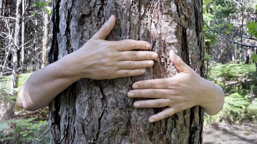 Se balader dans la forêt et, au passage, y enlacer un tronc d’arbre sont des activités bénéfiques et déstressantes pour la santé, tant mentale que physique.