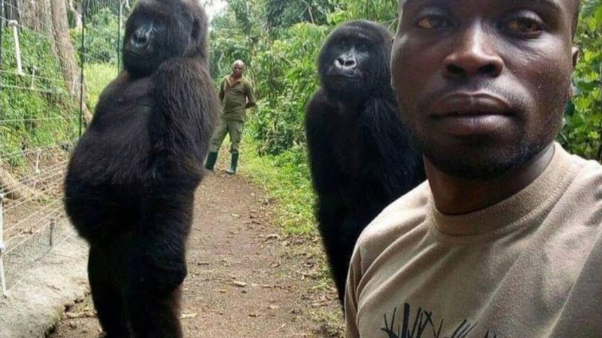 rdc-deces-dune-gorille-celebre-du-parc-des-virunga-communique