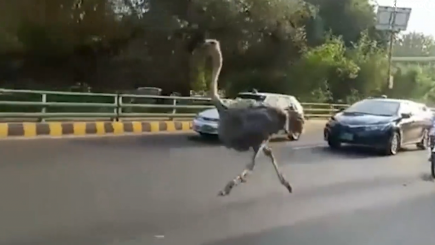 2021-10-30 15_03_59-Une autruche fait la course avec des véhicules au Pakistan -