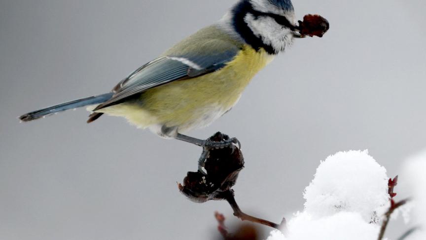 Une mésange bleue cherche de quoi manger sous la neige.