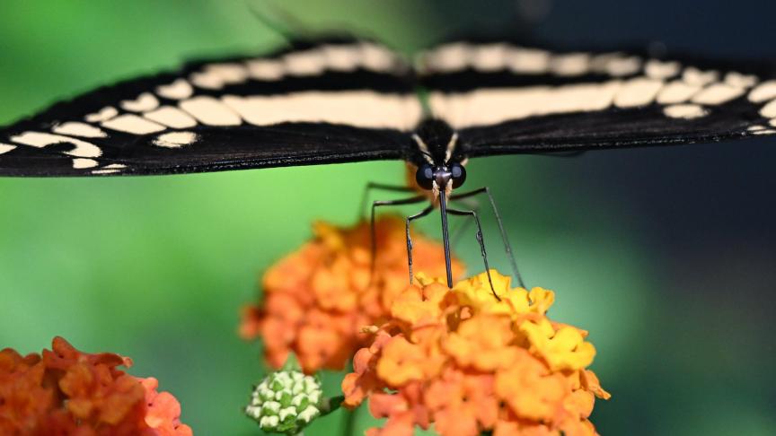 Un papillon se pose sur une fleur dans le parc aux fleurs et aux papillons à Francfort.