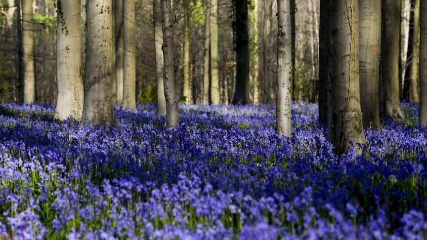 Au bois de Hal, les nombreuses jacinthes sauvages forment un tapis de fleurs de la mi-avril au début mai.