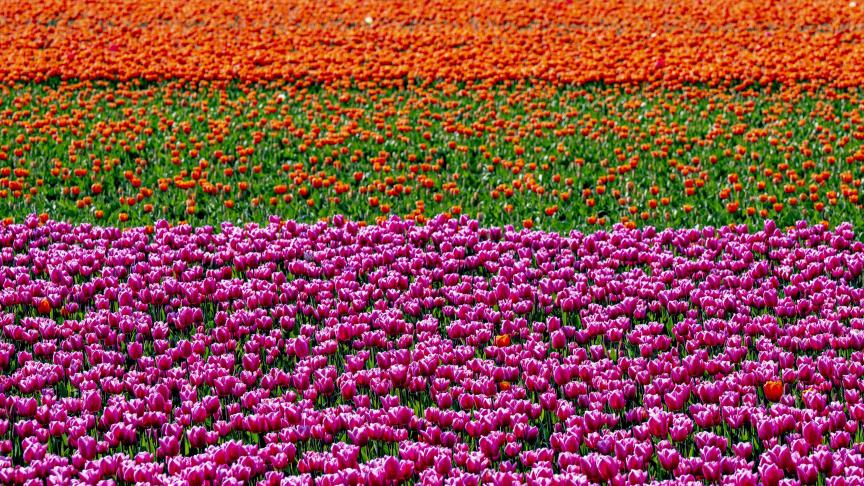 Champ de tulipes à Lisse, aux Pays-Bas.