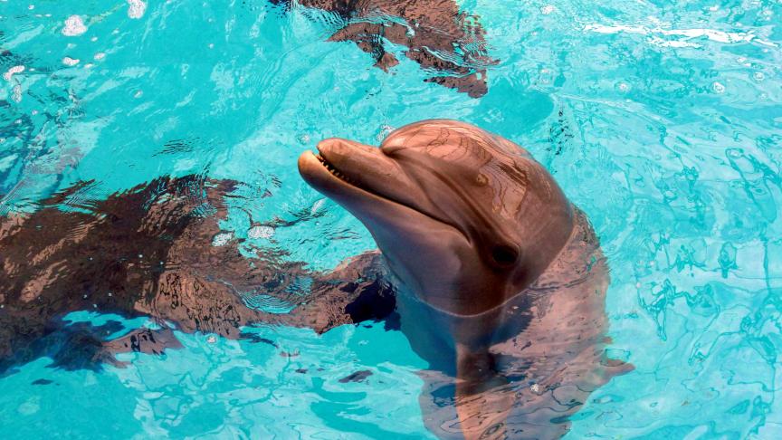 L’armée russe utilise-t-elle des dauphins ?