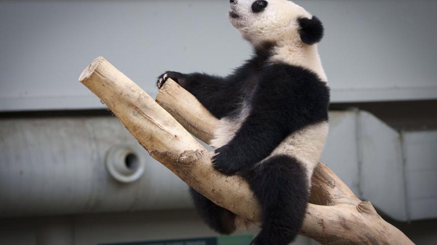 Le panda Sheng Yi fête son premier anniversaire au zoo national de Kuala Lumpur, en Malaisie.