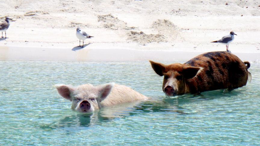 les-cochons-nageurs-des-bahamas-font-partie-des-attractions-touristiques-de-l-ar