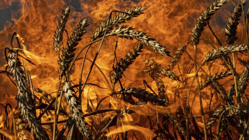 Un champ de blé brûle après les bombardements russes à quelques kilomètres de la frontière ukrainienne-russe dans la région de Kharkiv.