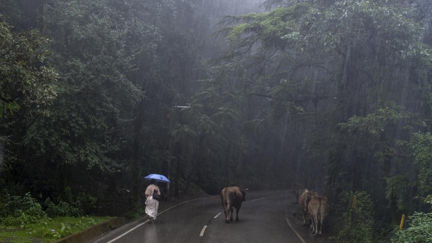 Une femme marche sous la pluie à Dharmsala, en Inde.