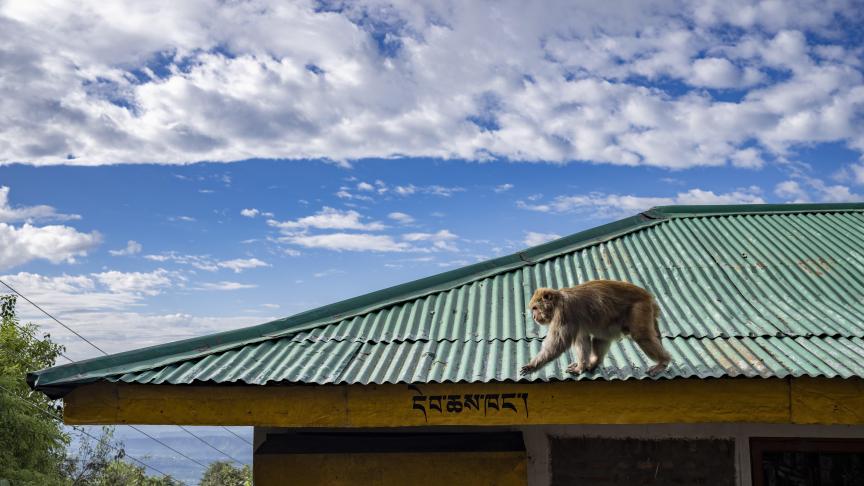 Un macaque marche sur un toit à Dharamsala, en Inde.
