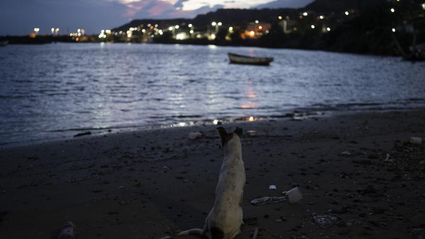 Un chien regarde mer sur une plage de La Guaira, au Venezuela.