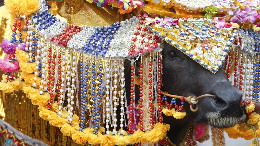 Un agriculteur conduit un buffle décoré alors qu'il arrive pour le festival annuel de la course de bisons de Chonburi, à l'est de Bangkok.