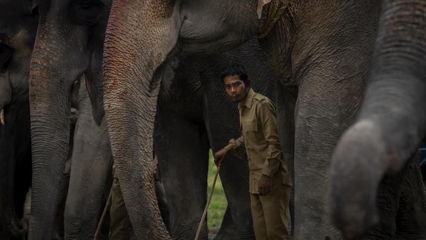 Sanctuaire de la faune de Pobitora, en Inde.