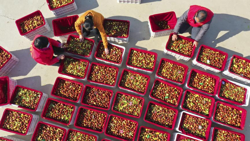 Des villageois cueillent et trient des jujubes frais dans le comté de Suining, dans l’est de la Chine.