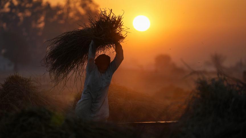 Un agriculteur indien bat le blé après la récolte, tôt le matin, près de la zone frontalière indo-pakistanaise de Ranbir Singh Pura.
