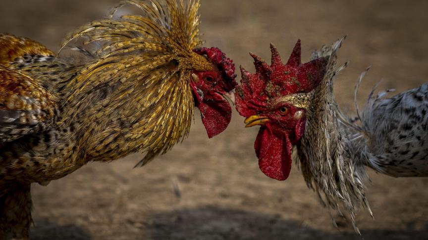 Des coqs s'attaquent lors d'un combat de coqs dans le cadre du festival Jonbeel près de Jagiroad, en Inde.