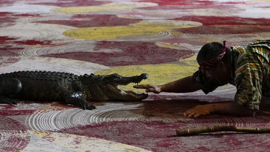 Un homme met sa main dans la gueule d'un alligator lors d'une démonstration dans le cadre des trois jours de la Seminole Tribal Fair and Pow Wow, vendredi 10 février 2023, aux États-Unis.