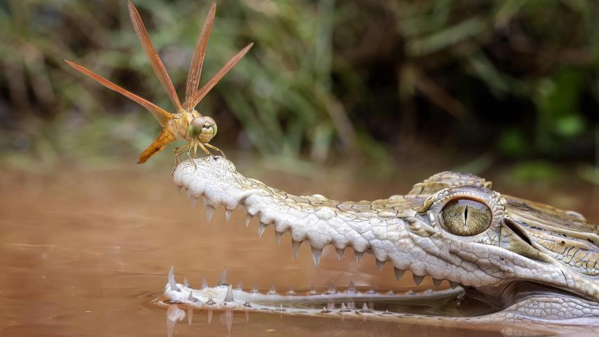 Une libellule courageuse a décidé de s'asseoir sur la gueule d'un crocodile en Indonésie.